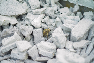 Selective focus on a toad hiding in the pile of crushed cement bricks
