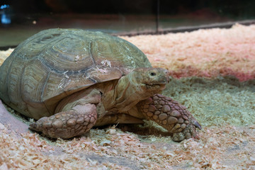 Portrait of a giant tortoise close-up