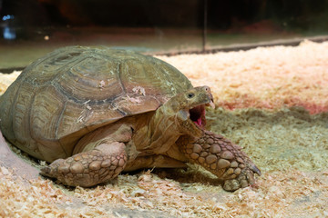 the giant turtle opens its mouth wide