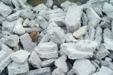 Selective focus on a toad hiding in the pile of crushed cement bricks