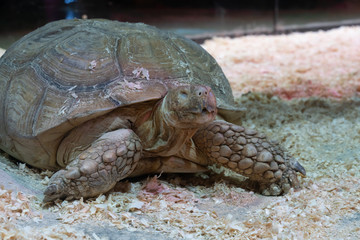 Portrait of a giant tortoise close-up