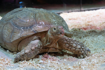 Portrait of a giant tortoise close-up