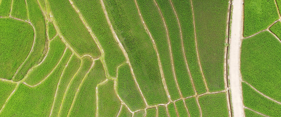 The beautiful landscape of rice fields in Thailand. 