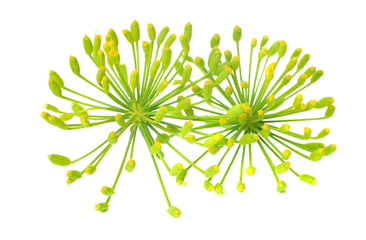 fresh dill flower isolated on white background