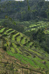 Green fields.Nepal: Rice terraces in the valley Kali Gandaki. Green fields in the spring.