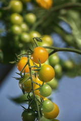 small cherry tomatoes on a branch