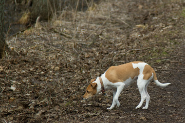dog playing and having fun in denmark