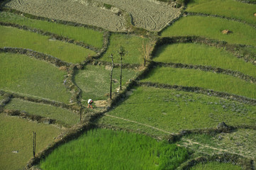 ice terraces in the valley Kali Gandaki. Green fields in the spring.
