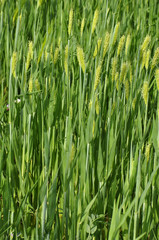 Green ears close-up, fresh greens