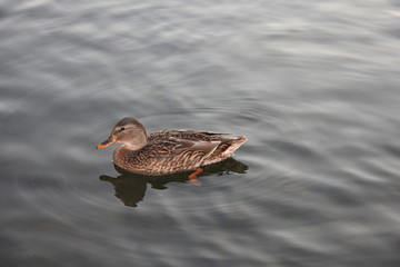 The gray duck floats on the middle of the lake