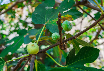 green figs on the fig tree in the garden.