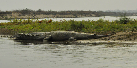 Crocodile Gavial. Wildlife, safari on the border of Nepal and India. National Park Chitwan.