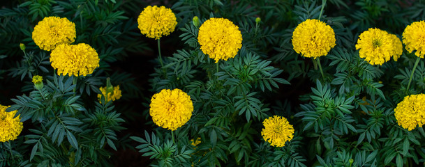 Marigold flower blooming in garden