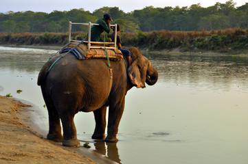 Obraz premium Elephant on the river at sunset.The village of Sauraha on the border of Nepal and India