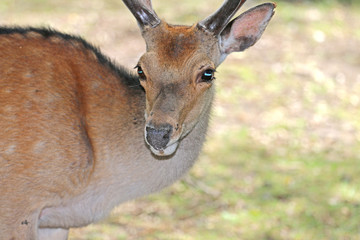 deer in the forest on the pasture