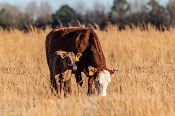 Cow calf pair in tall grass