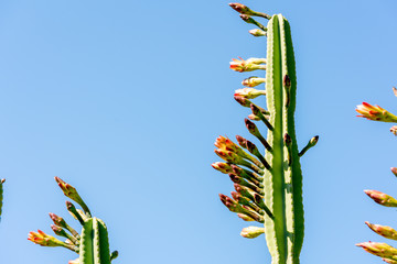 Cactus Stem