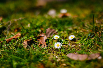 Daisies growing in mountains in spring time. Flowers selective focus