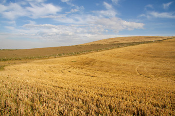 Obraz premium Harvested fields over rolling hills with clouds and blue sky