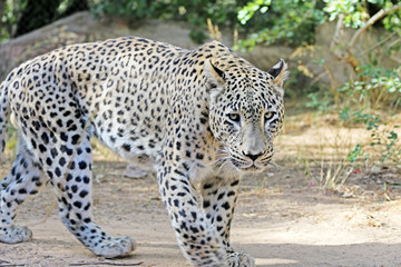 Leopard walks in search of food, a terrible leopard