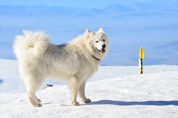 White Samoyed Dog in the Winter Mountain