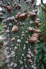 Thorns on a tree