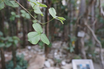 close up of a cloverleaf