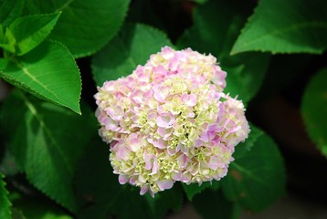 Pink hydrangea with green leaves background in garden.