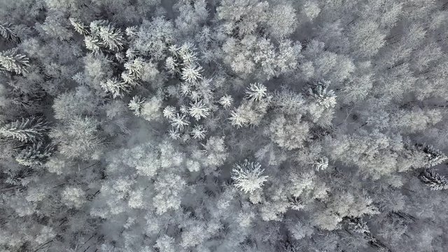 Winter season snowy forest aerial shot. Breathtaking natural landscape, frozen forest