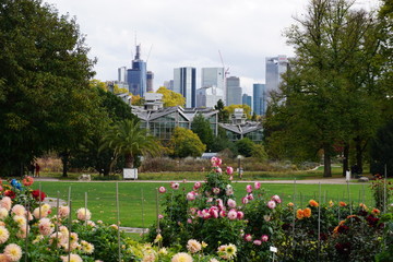 Frankfurt skyline from the botanic gardens