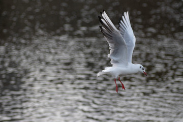 seagull in flight