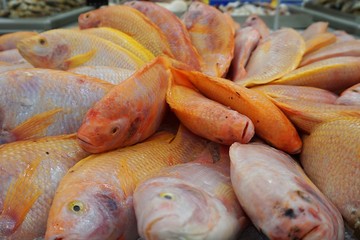 Red Tilapia fishes are frozen in the ice for selling in fresh food department of supermarket or fish market. 
