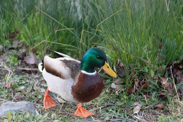 duck