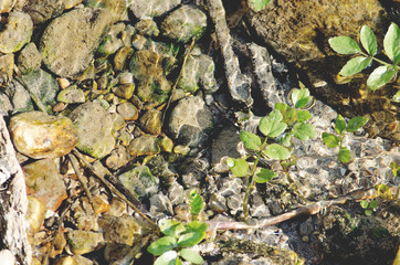 Lecho de río de agua clara con piedras y plantas