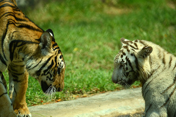 junge Tiger im Zoo in Thailand