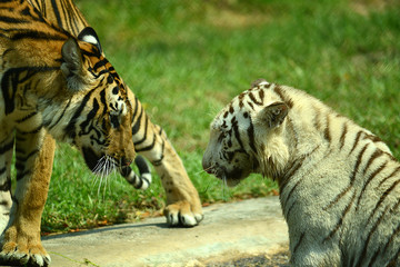 junge Tiger im Zoo in Thailand