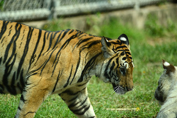 junge Tiger im Zoo in Thailand