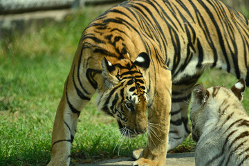 junge Tiger im Zoo in Thailand