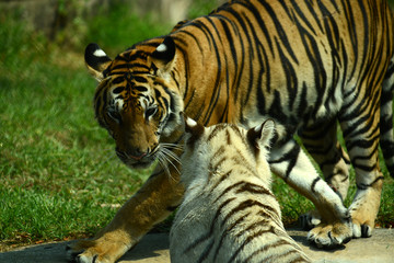 junge Tiger im Zoo in Thailand