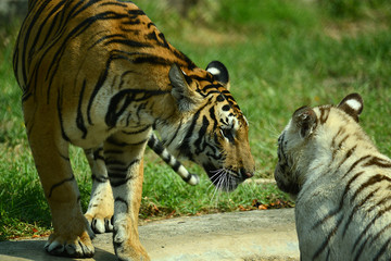 junge Tiger im Zoo in Thailand