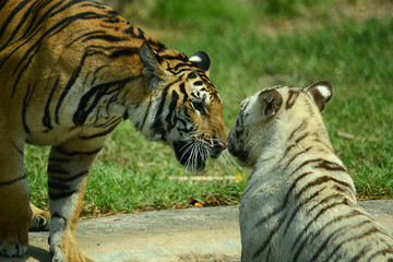 junge Tiger im Zoo in Thailand