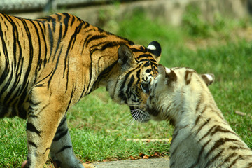 Fototapeta na wymiar junge Tiger im Zoo in Thailand
