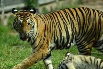 junge Tiger im Zoo in Thailand