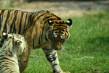 junge Tiger im Zoo in Thailand