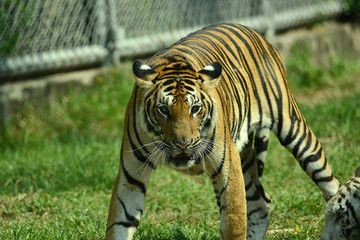 junge Tiger im Zoo in Thailand