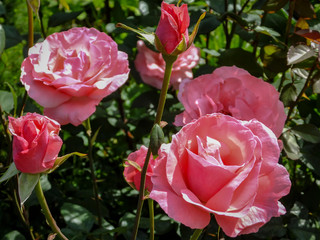 Lot of beautiful pink roses Queen Elizabeth in natural sunlight on a dark green background. Selective focus. Nature concept for design
