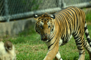 junge Tiger im Zoo in Thailand