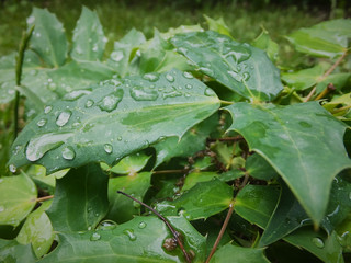 Green leaves of Mahonia Aquifolium magonia with raindrops on a blurred background of green garden plants. Selective focus. Nature concept for design.