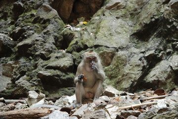 Affe in Batu Höhlen Kuala Lumpur