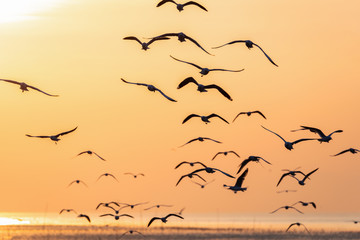 Flying seagulls over sea surface at sunrise